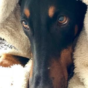 Meet your Posher, Shiva